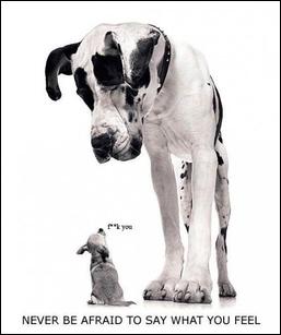 梦境交织，狗与猫共逐之谜——探索潜意识中的复杂情感