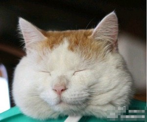 搞笑图片  闭目养神才能有精神抓老鼠 来源:快乐麻花 查看大图»