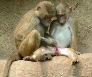搞笑图片 吐槽图片  猴子们也爱玩愤怒的小鸟 来源:快乐麻花 查看大图