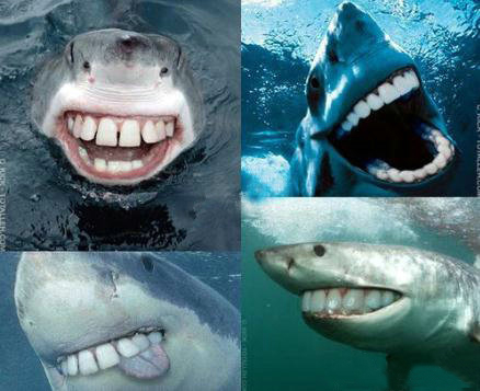 如果大白鲨换了牙齿,你还会觉得它们可怕吗?