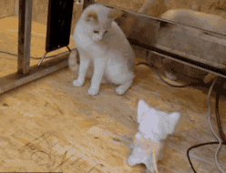 壁纸 动物 狗 狗狗 248_190 gif 动态图 动图